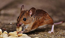 Find Exterminators in Utah County County